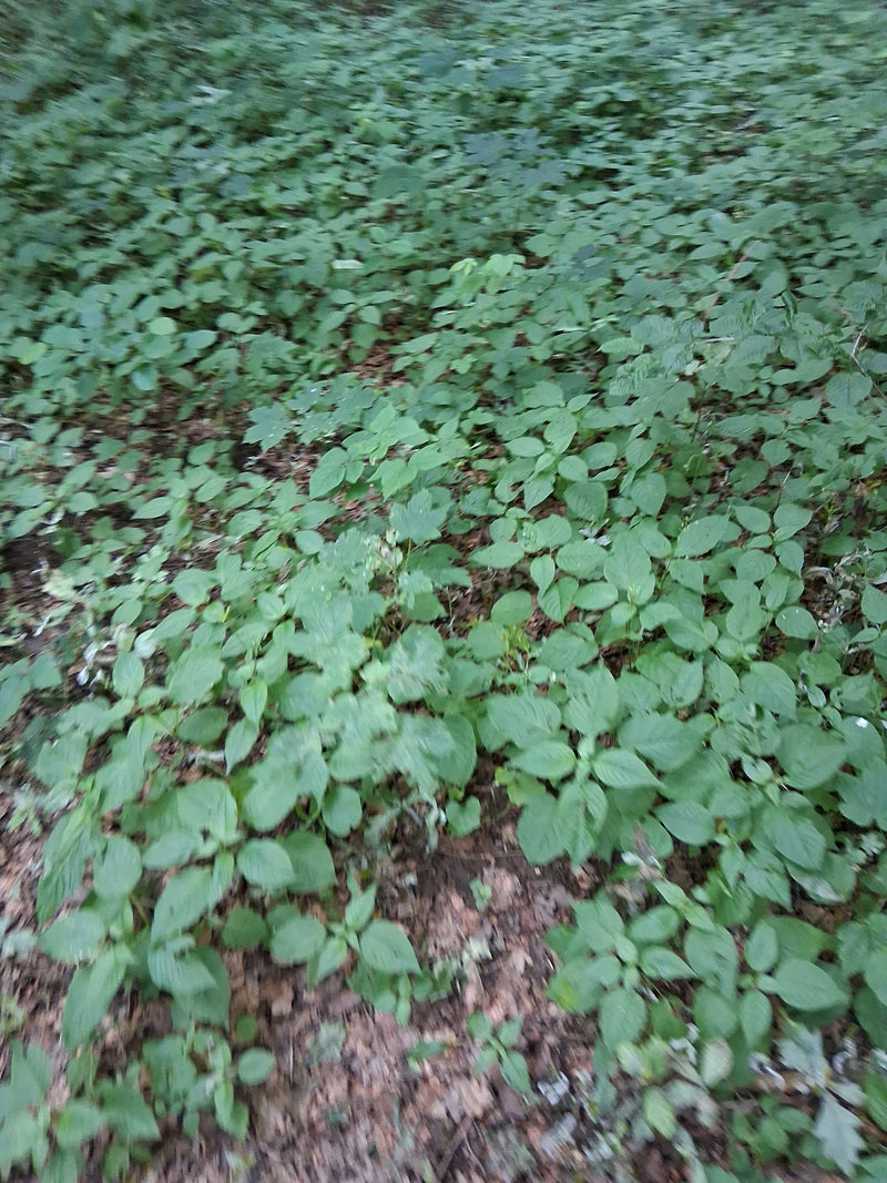 Kleines Springkraut — Bild 2 von 10