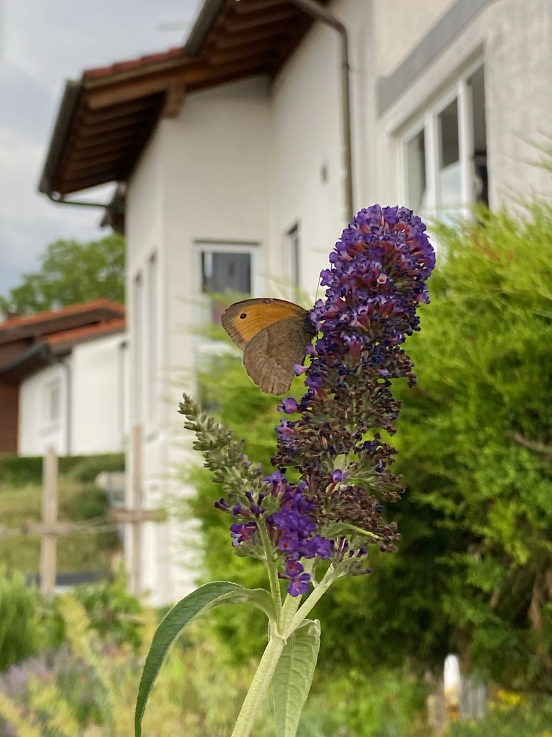 Kleines Wiesenvögelchen — Bild 3 von 3