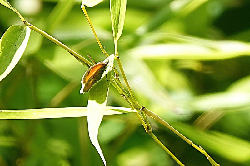 Kleines Wiesenvögelchen — Bild 2 von 3