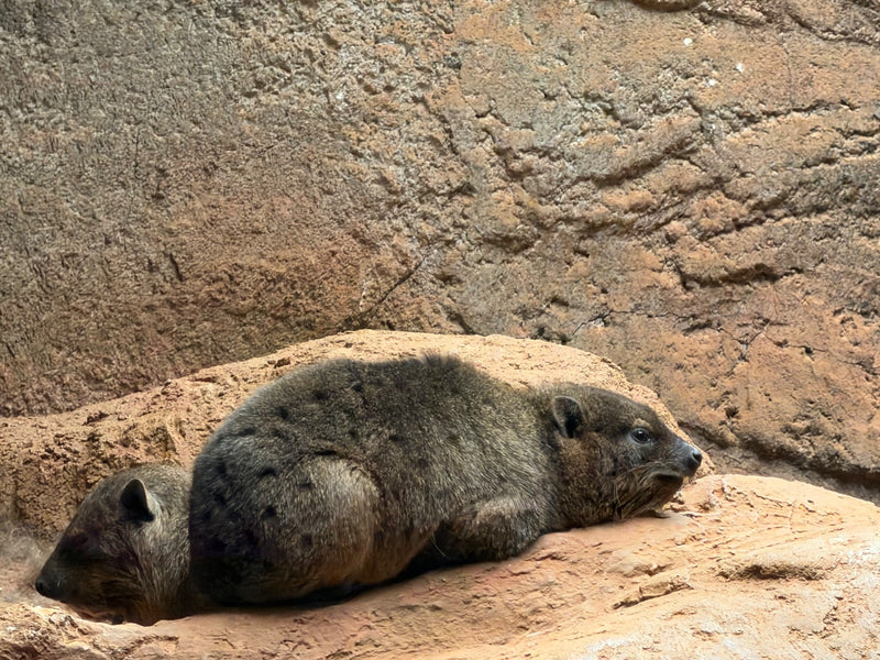 Klippschliefer — Bild 2 von 2