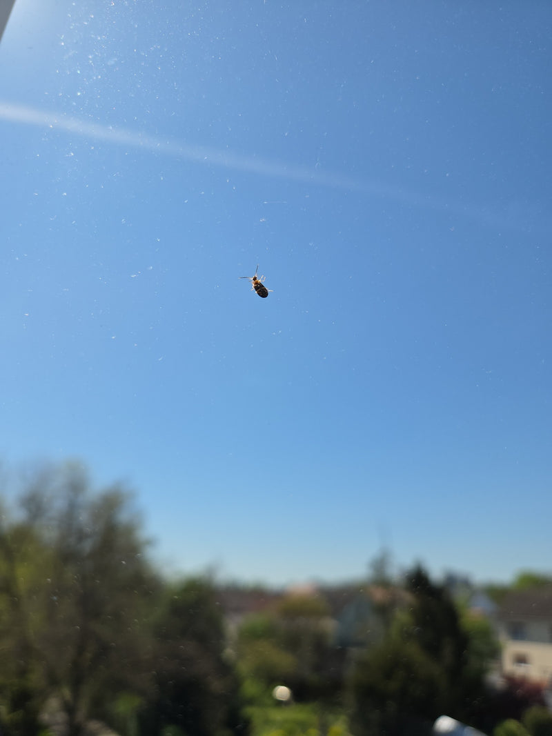 Auf einer Glasscheibe sitzt ein kleiner Knöterichblattkäfer vor dem blauen Himmel. Das Motiv ist sehr klein.