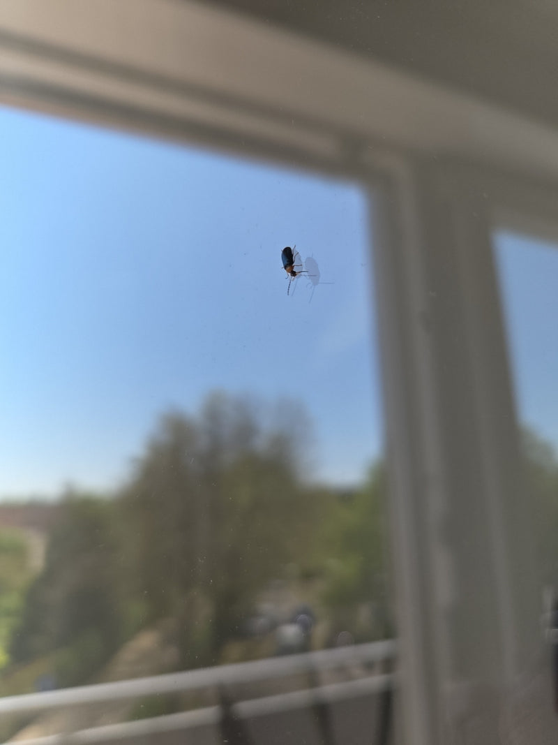 Auf einer Fensterscheibe sitzt ein kleiner Knöterichblattkäfer. Im Hintergrund ist verschwommen ein heller Raum und draußen die Landschaft zu erkennen.