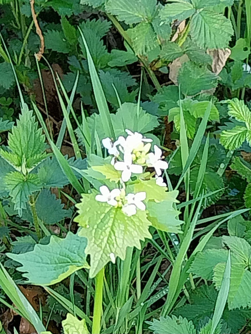 Auf dem Bild ist eine blühende Knoblauchsrauke mit weißen Blüten und typischen Blättern zu sehen. Die Pflanze steht inmitten von anderem Grün und Gräsern.