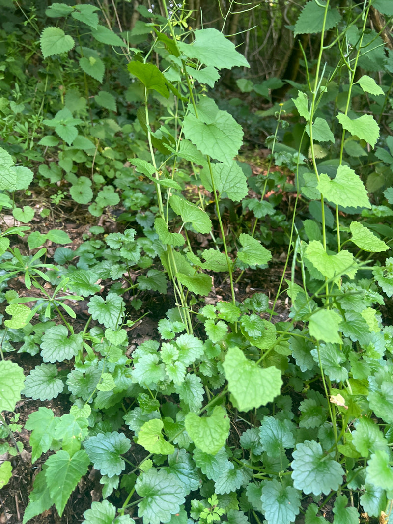 Auf dem Bild sind mehrere Exemplare der Knoblauchsrauke mit ihren typischen, herzförmigen Blättern zu sehen. Sie wachsen in einer natürlichen Waldumgebung au...
