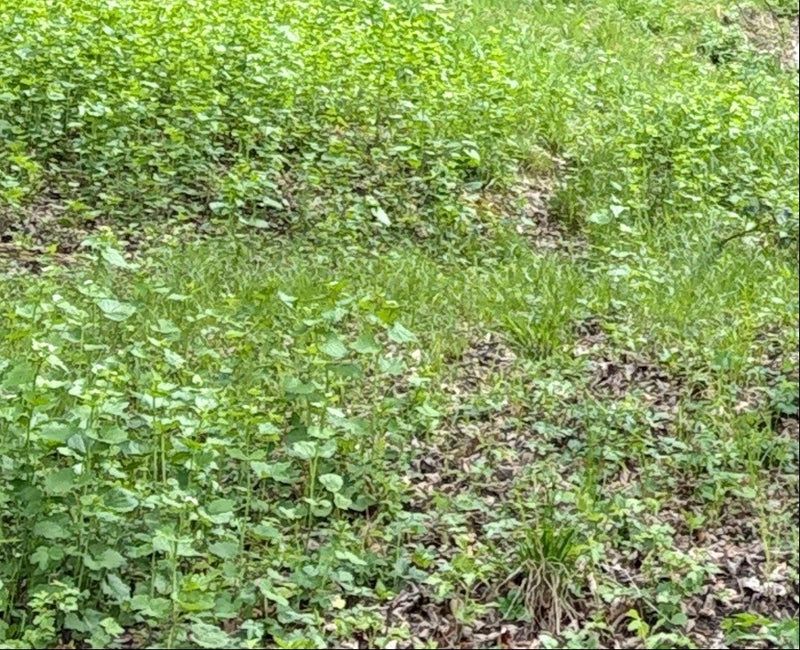 Zu sehen ist ein dichter Bestand von Knoblauchsrauke auf einem waldbodenähnlichen Untergrund. Die Pflanzen sind aus größerer Perspektive aufgenommen.