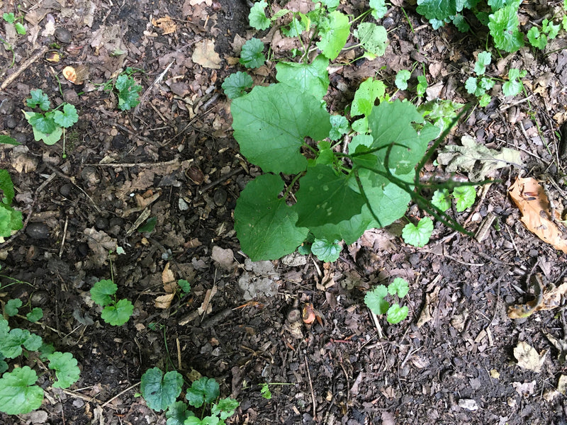 Zu sehen ist eine Knoblauchsrauke, die auf einem Waldboden mit vielen trockenen Blättern wächst. Die grünen Blätter der Pflanze sind von oben abgebildet.