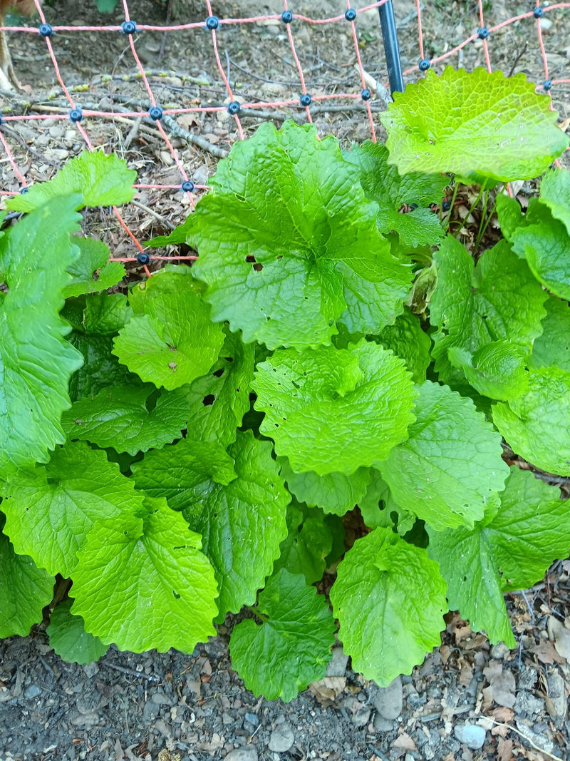 Auf dem Bild ist eine Knoblauchsrauke mit ihren charakteristischen, hellgrünen und herzförmigen Blättern zu sehen. Die Pflanze wächst auf einem steinigen Bod...