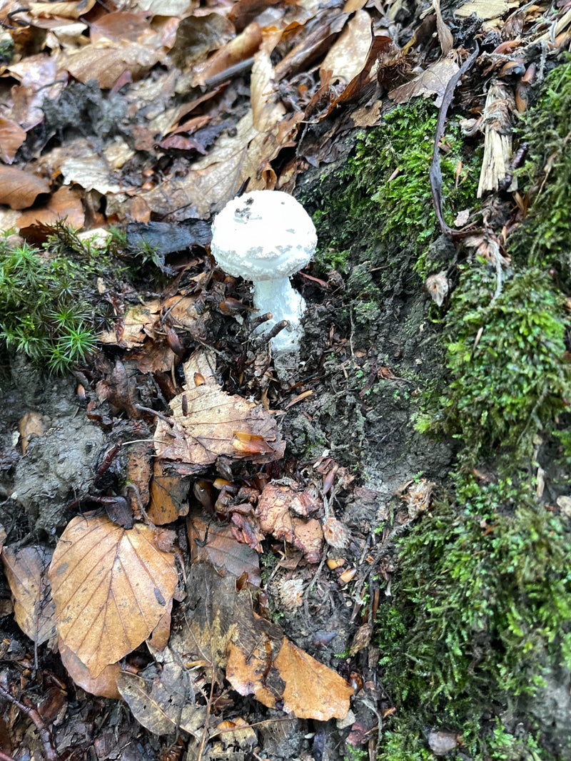 Knollenblätterpilz — Bild 2 von 10