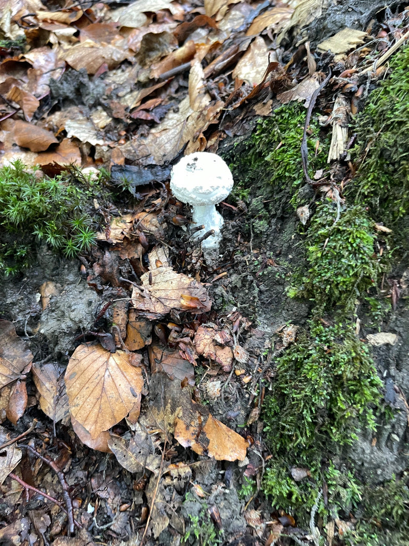 Knollenblätterpilz — Bild 1 von 10