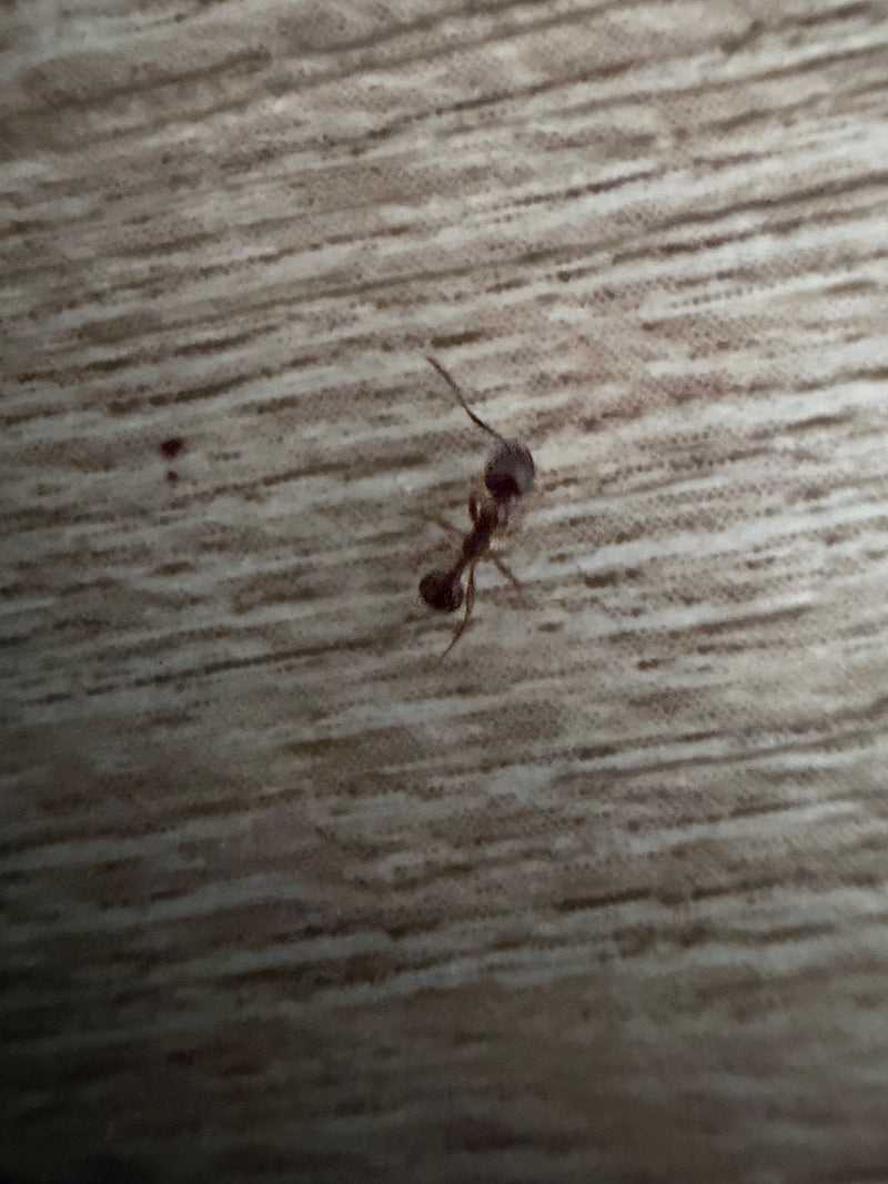Knotenameise (Gattung Myrmica) — Bild 3 von 11