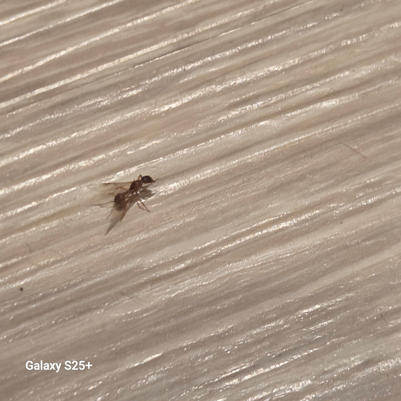 Knotenameise (Gattung Myrmica) — Bild 2 von 11