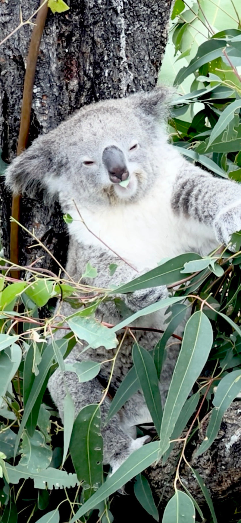 Koala — Bild 1 von 10