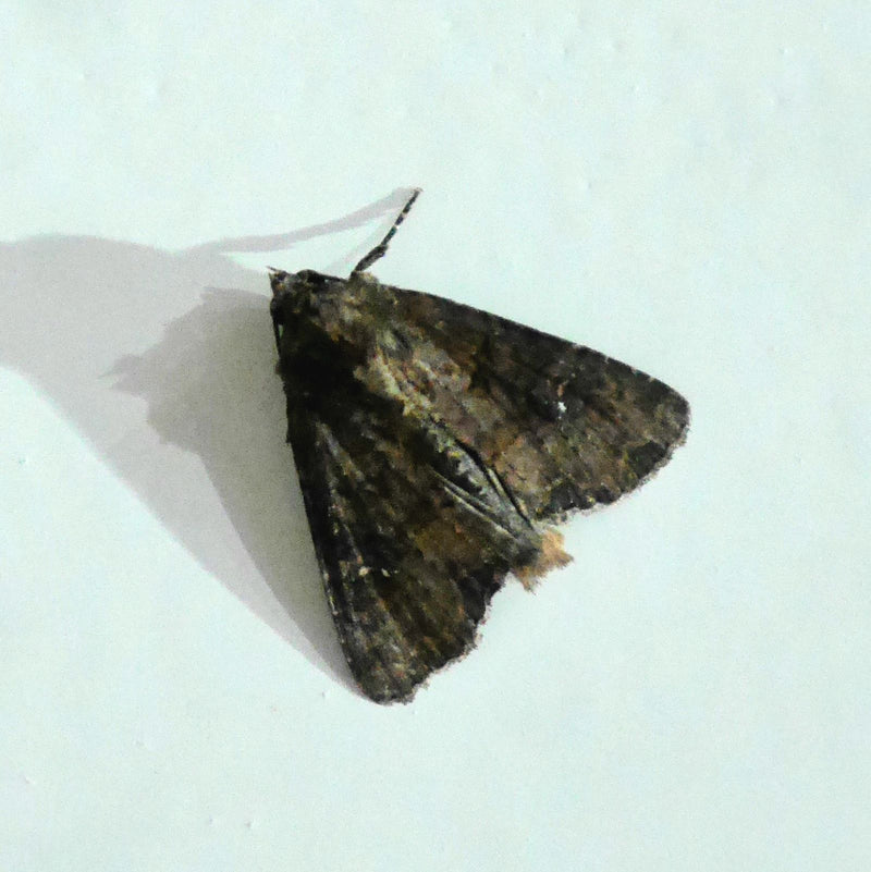Eine Kohleule sitzt in Aufsicht auf einer hellen Wand. Ihre dunklen, gemusterten Flügel sind dabei zusammengelegt.