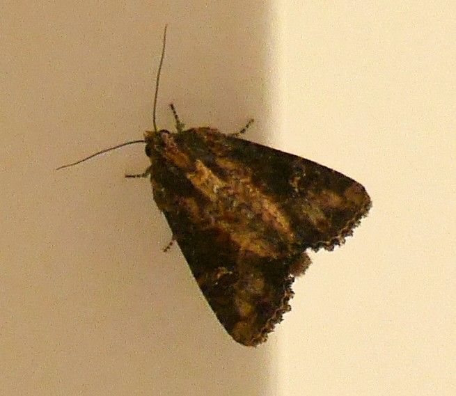 Eine Kohleule sitzt auf einer hellen Wand. Der Schmetterling ruht in Aufsicht mit leicht geöffneten Vorderflügeln.