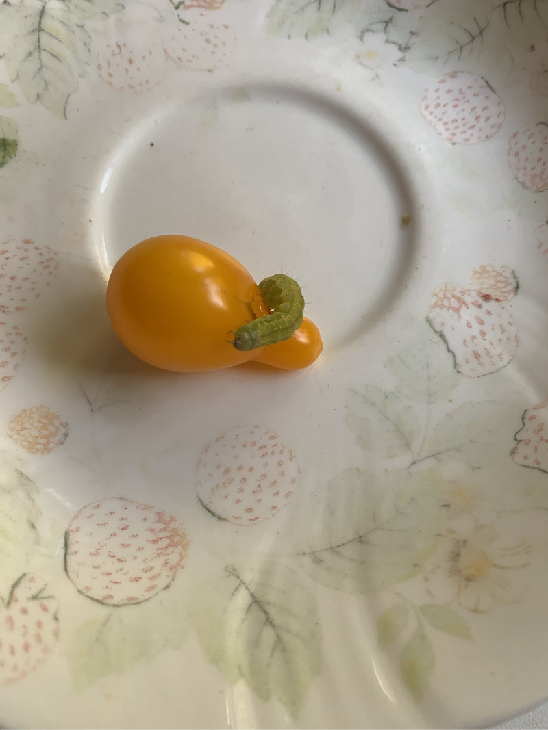 Eine grüne Raupe sitzt auf einer gelben Tomate, die auf einem gemusterten Teller liegt.