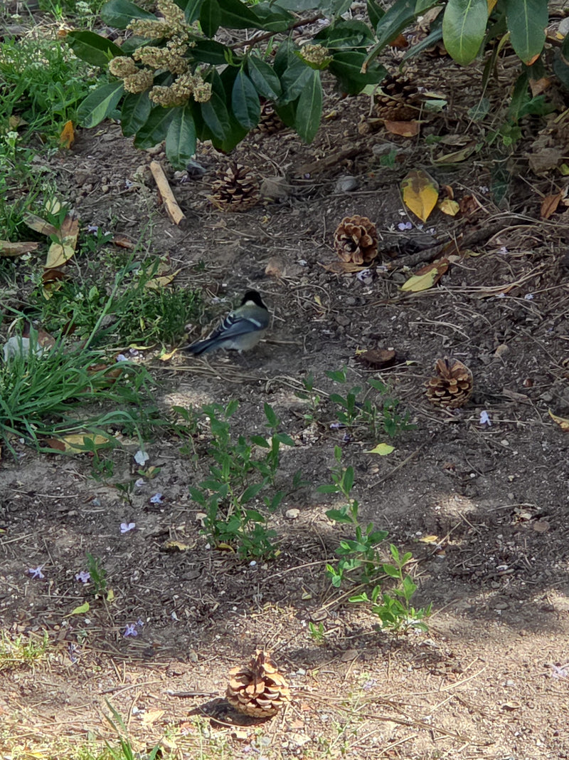 Eine Kohlmeise steht auf dem kahlen Gartenboden zwischen Tannenzapfen und kleinen Grünpflanzen. Das Tier ist von schräg oben zu sehen.