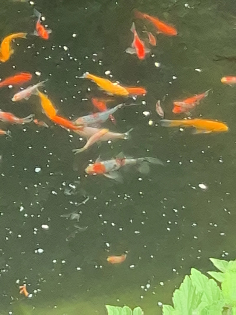 Koi — Bild 3