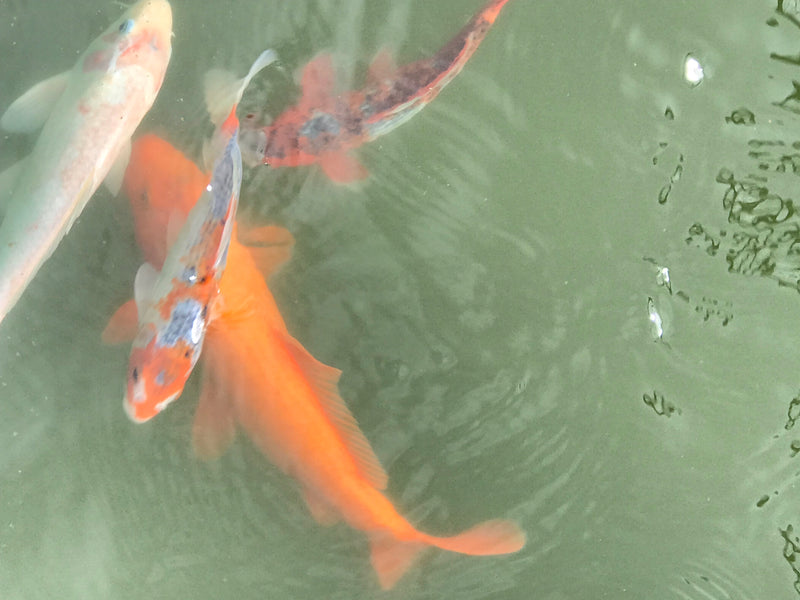 Koi — Bild 4