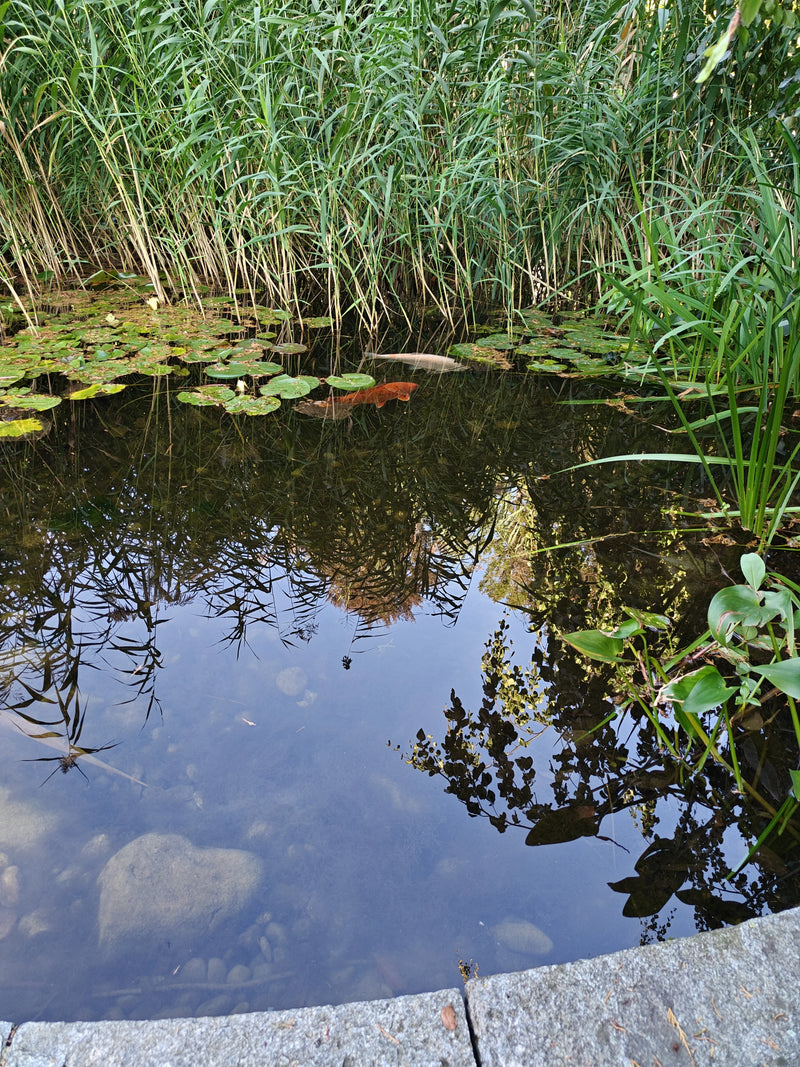 Koi — Bild 1
