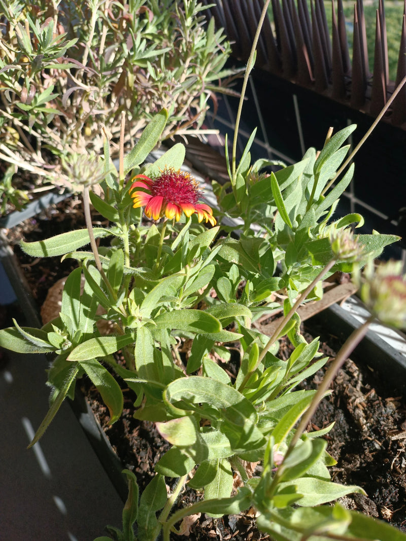 Kokardenblume — Bild 2 von 5