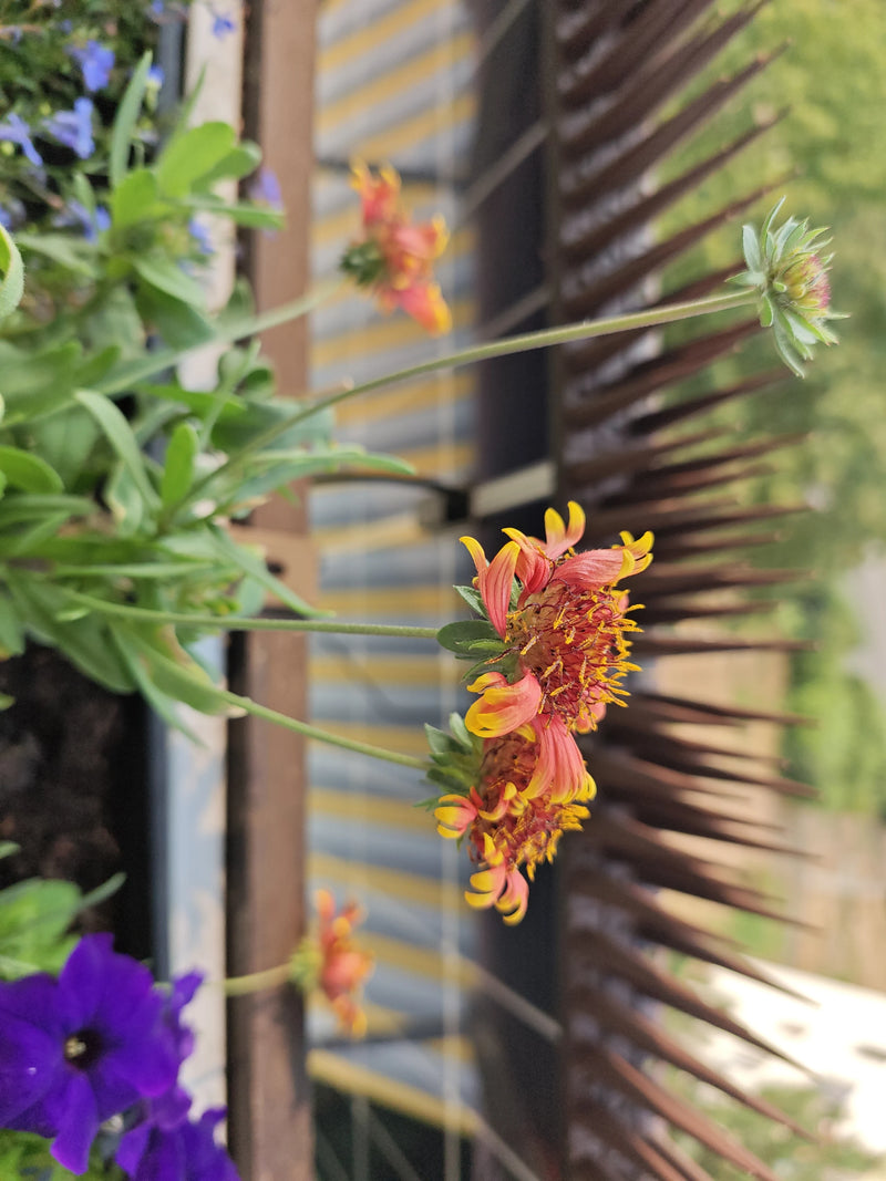 Kokardenblume — Bild 5 von 5