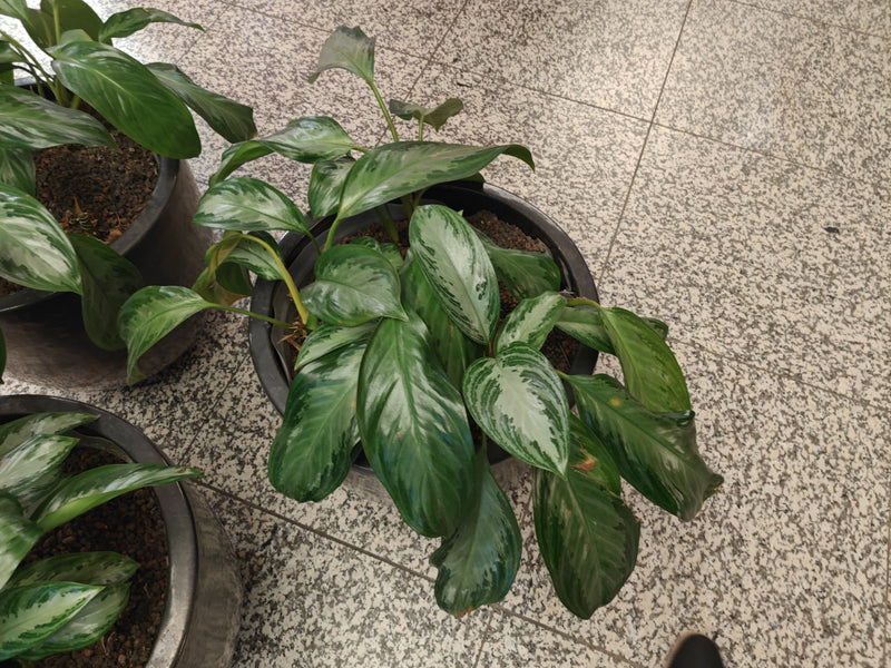 Zu sehen ist ein Roter Kolbenfaden in einem runden Blumentopf auf einem hellen Fliesenboden. Die Pflanze besitzt charakteristisch gemusterte, grüne Blätter.