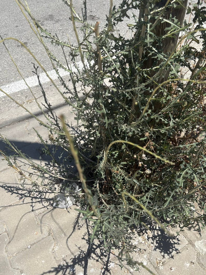 Auf dem Bild ist ein gut entwickelter Kompasslattich zu sehen, der an einem gepflasterten Straßenrand wächst. Die typisch gelappten Blätter und die aufrechte...