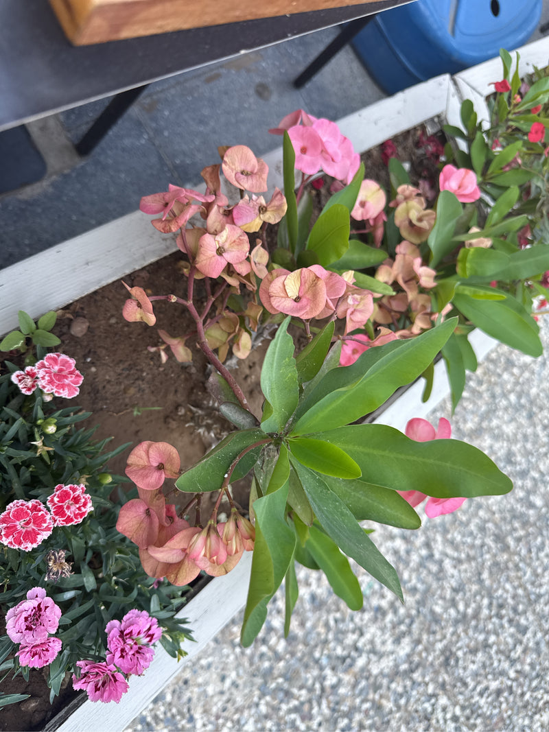 Korallen-Wolfsmilch — Bild 4 von 19