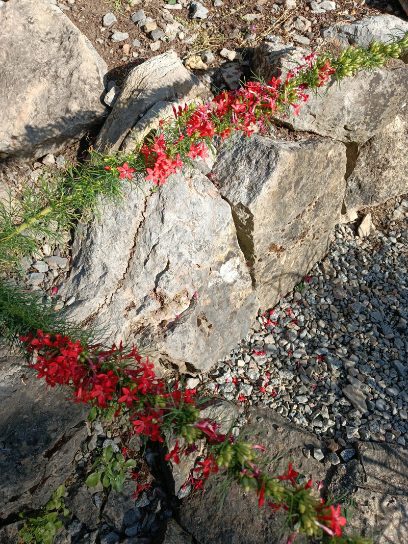 Korallenstrauch — Bild 1 von 4