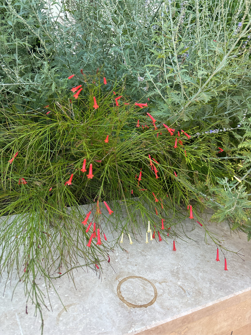 Eine blühende Feuerwerksblume mit feinen, rutenförmigen Trieben und leuchtend roten röhrenförmigen Blüten wächst an einer steinernen Kante.