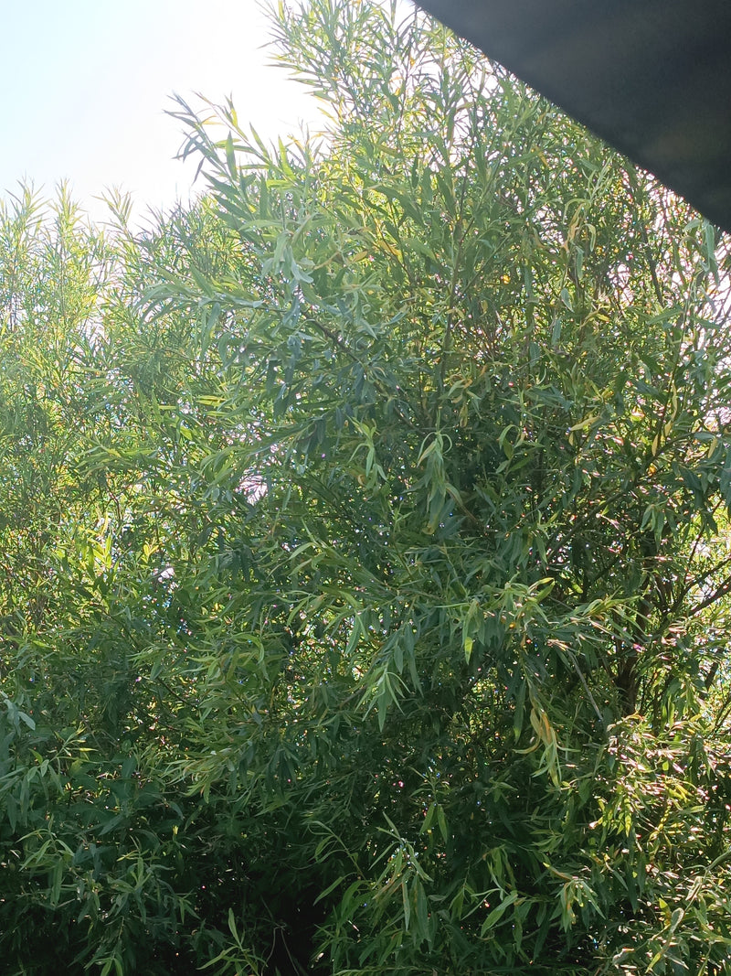 Das Bild zeigt einen dicht beblätterten Baum mit schmalen, lanzettlichen Blättern im Gegenlicht. Es handelt sich um eine Korb-Weide.