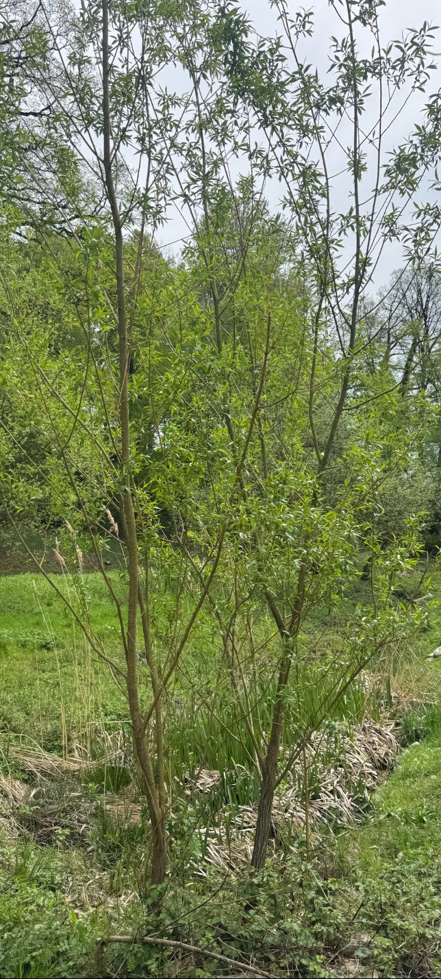 Zu sehen ist eine junge Korb-Weide mit langen, schlanken Zweigen und schmalen Blättern. Der Baum steht in einer natürlichen Umgebung an einem grasbewachsenen...