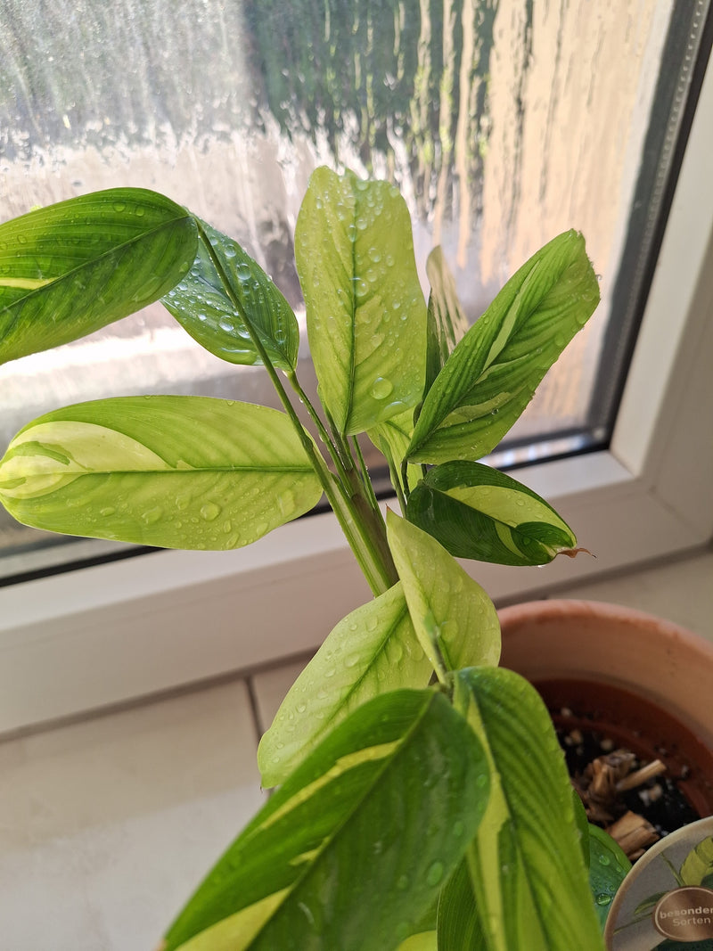Korbmarante — Bild 1