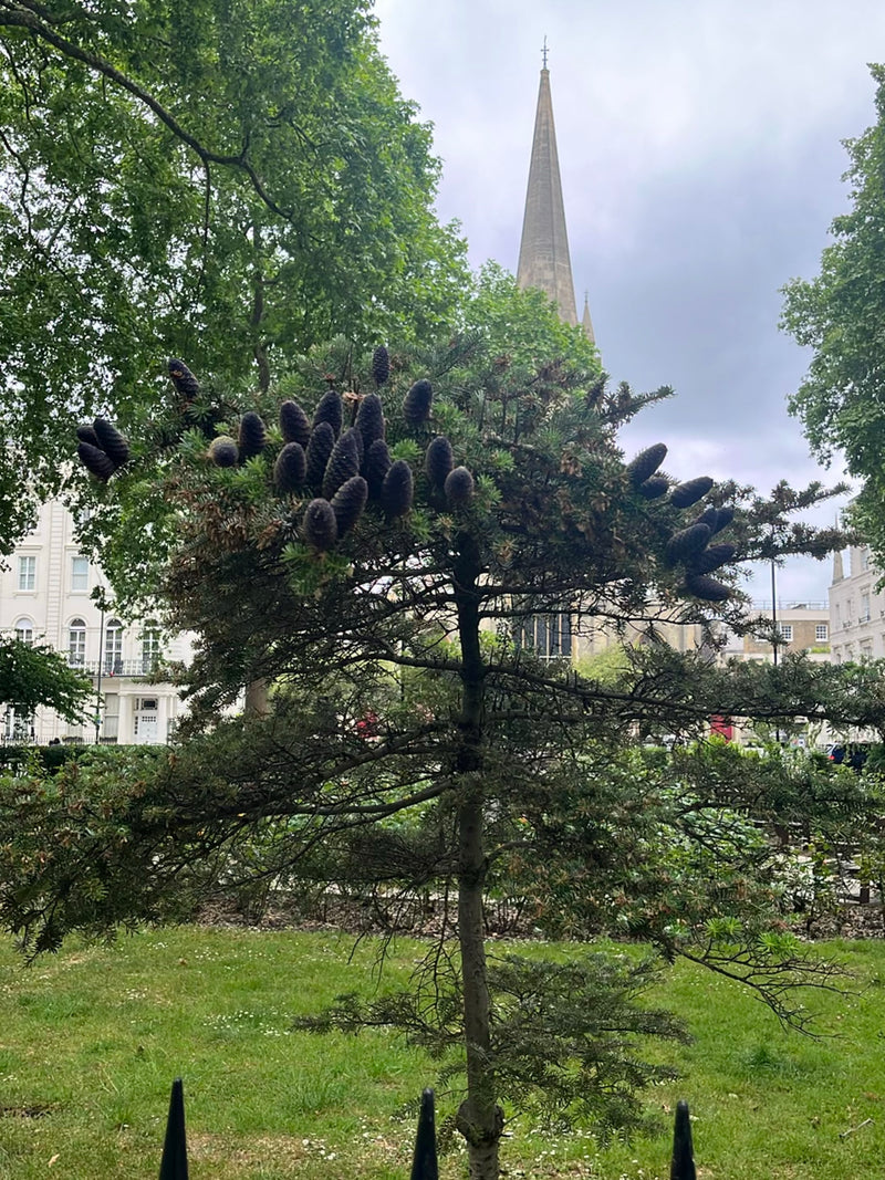 Die Koreanische Tanne ist ein beliebter Zierbaum, der für seine auffälligen, aufrecht stehenden, violett-bläulichen Zapfen bekannt ist. Sie wächst langsam un...