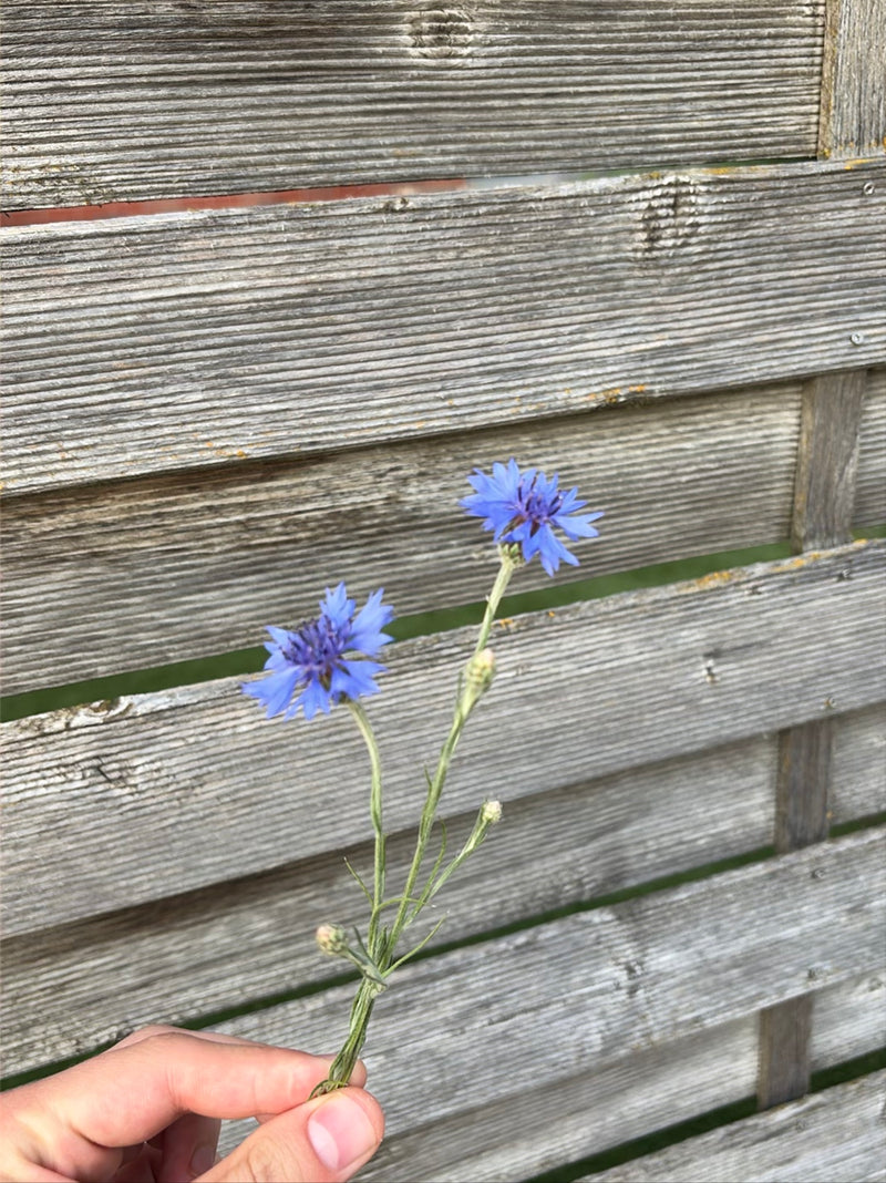 Kornblume — Bild 2