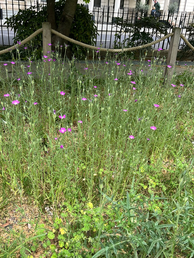 Kornrade — Bild 2 von 12