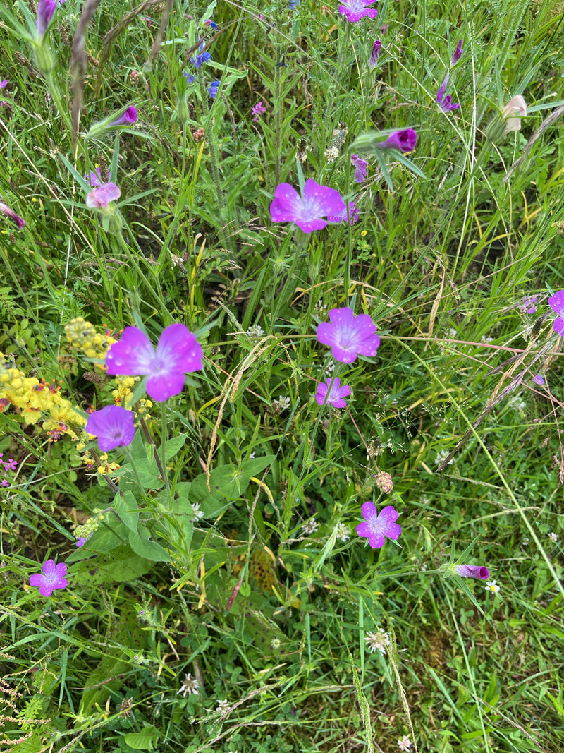 Kornrade — Bild 3 von 12