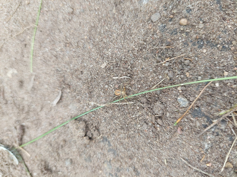 Krabbenspinne — Bild 1 von 1
