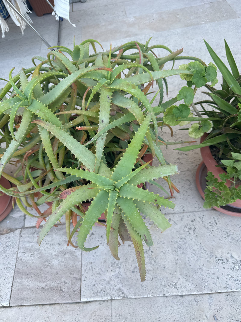 Krantz-Aloe — Bild 1 von 13