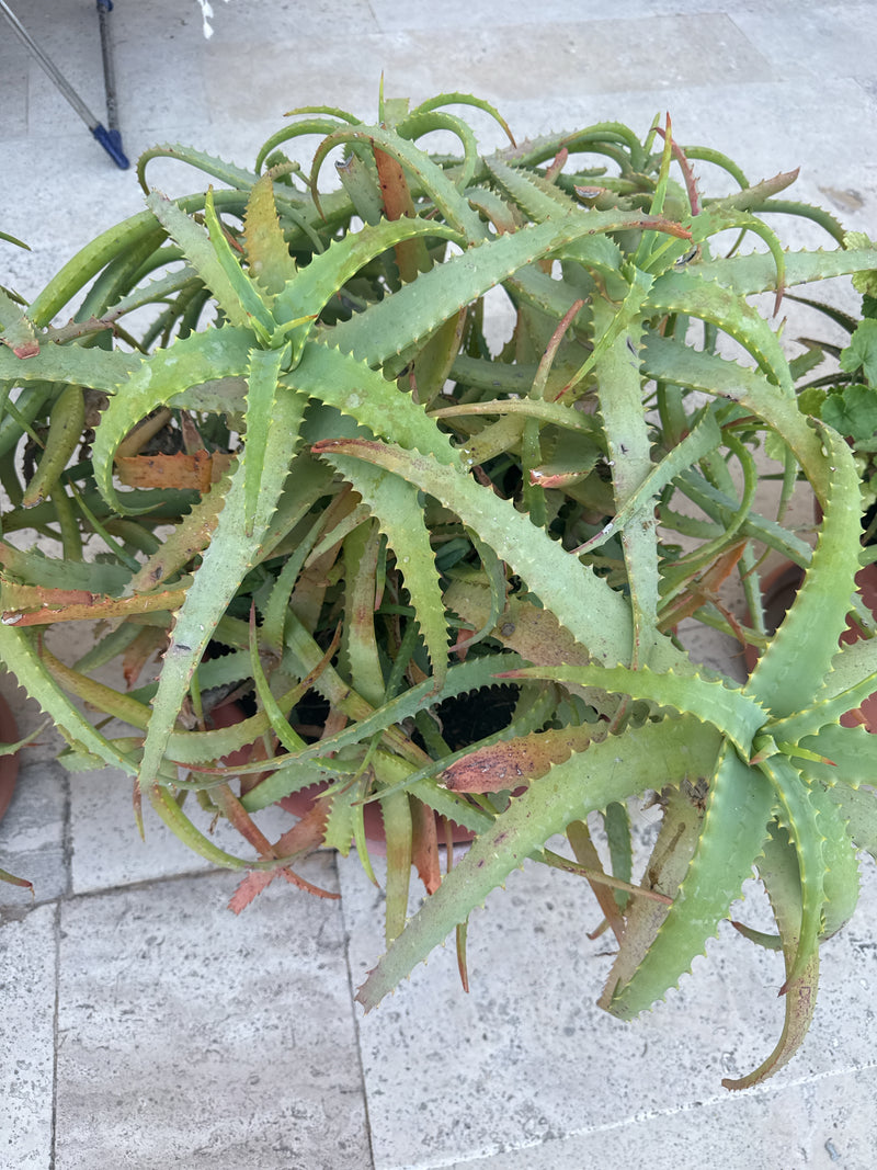 Krantz-Aloe — Bild 3 von 13