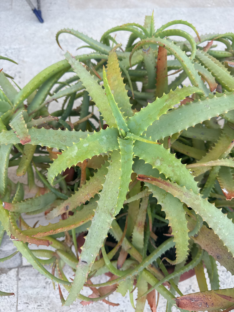 Krantz-Aloe — Bild 4 von 13