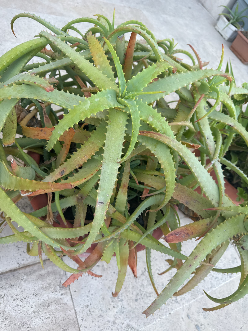 Krantz-Aloe — Bild 2 von 13