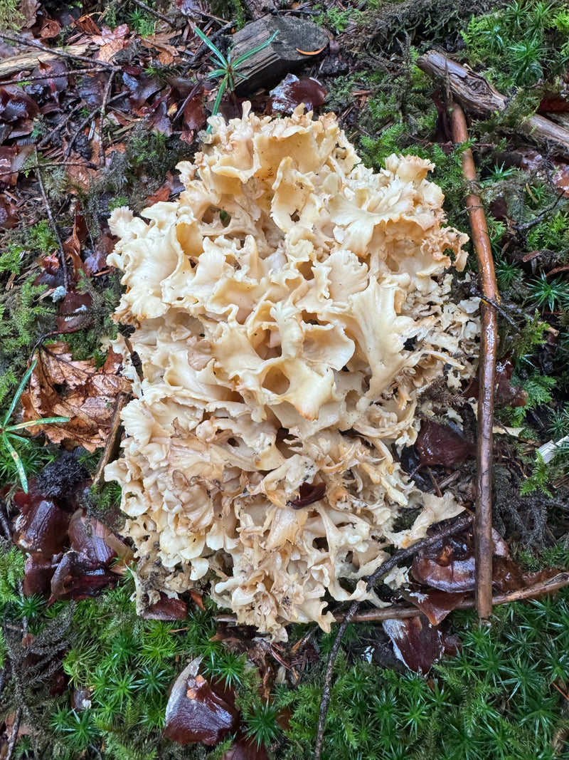 Eine Krause Glucke wächst auf moosigem Waldboden zwischen herabgefallenen Blättern und Zweigen.