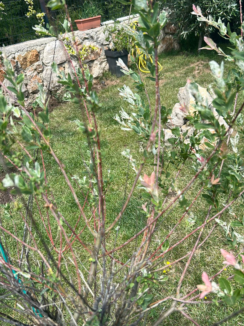 Kriech-Weide — Bild 1 von 11