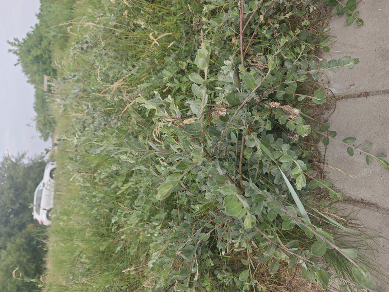 Kriech-Weide — Bild 3 von 11