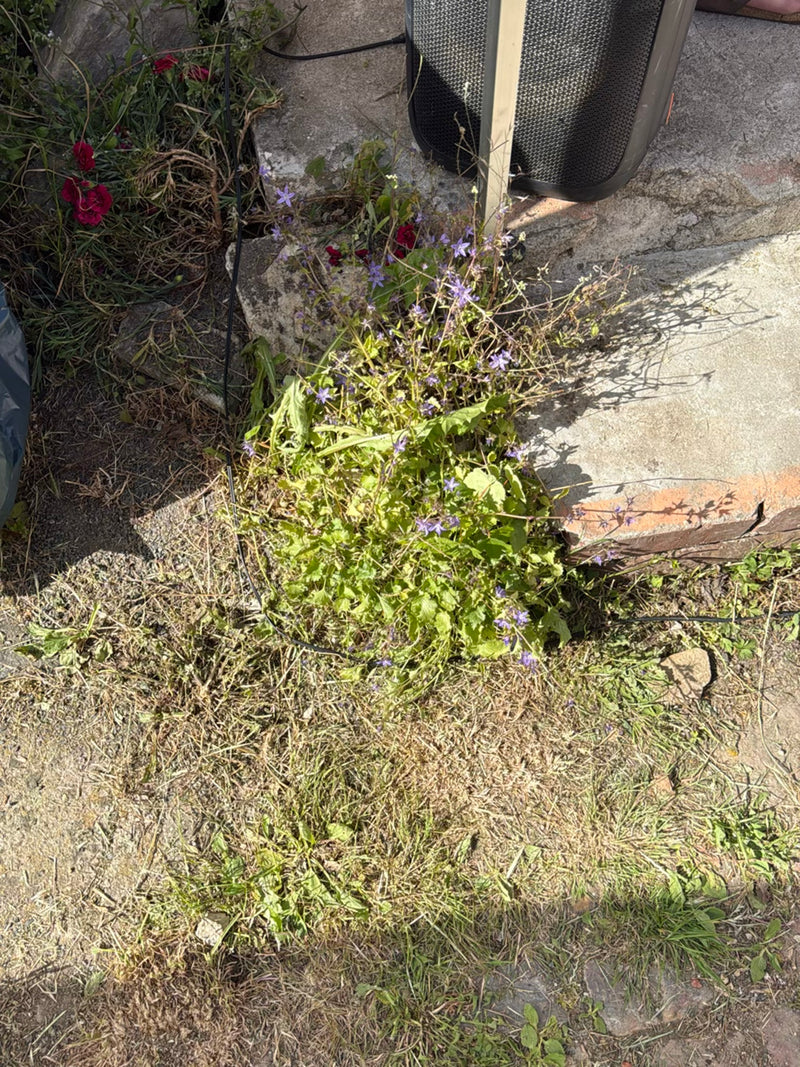 Zu sehen ist eine blühende Kriechende Glockenblume, die am Rand einer Steintreppe wächst. Die Pflanze zeigt ihre typischen violetten Blüten und grünen Blätter.