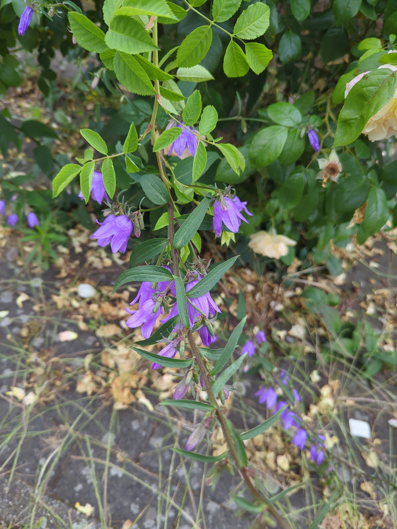 Auf dem Bild ist eine Kriechende Glockenblume mit typischen violetten Blüten und grünen Blättern zu sehen. Die Pflanze wächst in einer natürlichen Umgebung.