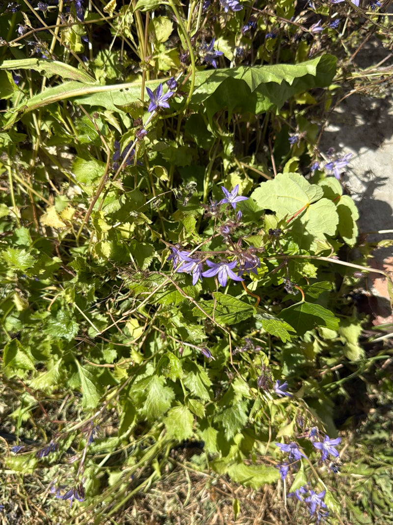Auf dem Bild ist eine Kriechende Glockenblume mit ihren typischen blau-violetten Blüten inmitten von grünem Blattwerk zu sehen. Die Pflanze wächst in einer n...