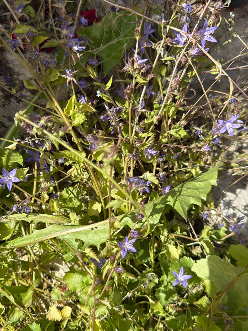 Auf dem Bild ist eine Kriechende Glockenblume mit ihren typischen blauen Blüten und grünen Blättern zu sehen.