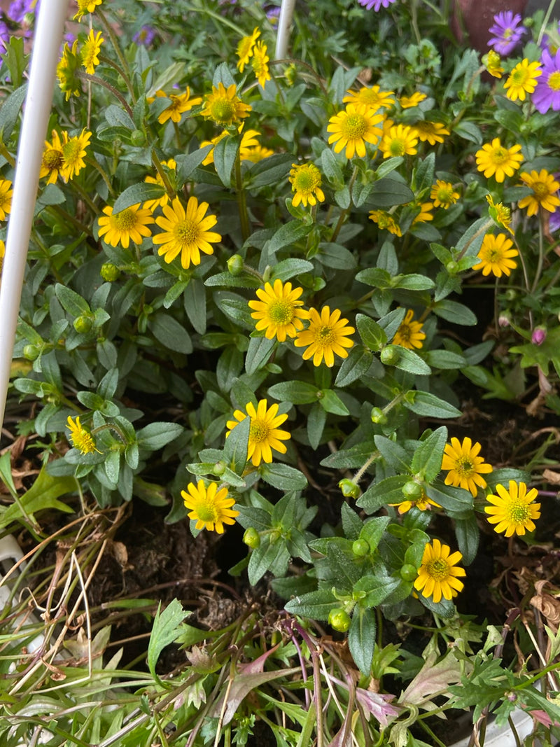 Zu sehen ist eine Vielzahl gelber Blüten des Husarenknöpfchens mit grünem Laub. Die Pflanzen wachsen in einem Beet.